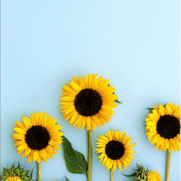sunflower338